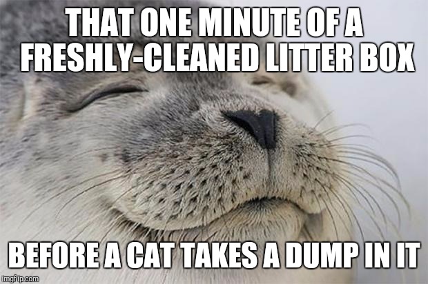 Satisfied Seal | THAT ONE MINUTE OF A FRESHLY-CLEANED LITTER BOX; BEFORE A CAT TAKES A DUMP IN IT | image tagged in memes,satisfied seal,AdviceAnimals | made w/ Imgflip meme maker
