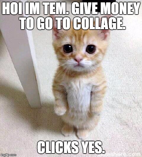 Cute Cat Meme | HOI IM TEM. GIVE MONEY TO GO TO COLLAGE. CLICKS YES. | image tagged in memes,cute cat | made w/ Imgflip meme maker