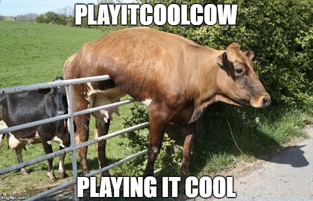 Play it cool cow | PLAYITCOOLCOW; PLAYING IT COOL | image tagged in playitcoolcow,play it cool cow | made w/ Imgflip meme maker