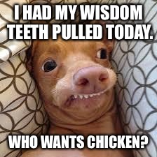 Wisdom isn't always good | I HAD MY WISDOM TEETH PULLED TODAY. WHO WANTS CHICKEN? | image tagged in dumb dog | made w/ Imgflip meme maker