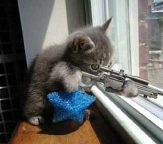Gun cat  Blank Meme Template