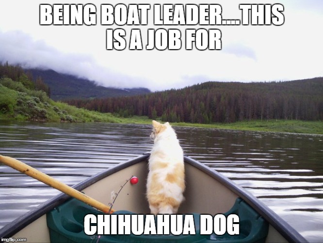 fishin' dog | BEING BOAT LEADER....THIS IS A JOB FOR; CHIHUAHUA DOG | image tagged in funny chihuahua | made w/ Imgflip meme maker