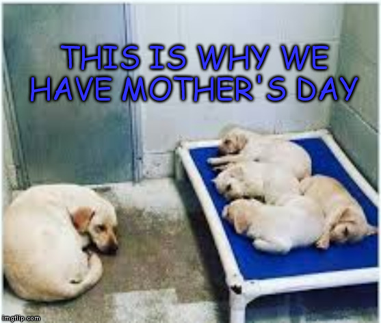 THIS IS WHY WE HAVE MOTHER'S DAY | image tagged in mother's day | made w/ Imgflip meme maker