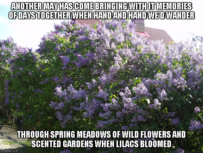 ANOTHER MAY HAS COME BRINGING WITH IT MEMORIES OF DAYS TOGETHER
WHEN HAND AND HAND WE’D WANDER; THROUGH SPRING MEADOWS OF WILD FLOWERS
AND SCENTED GARDENS WHEN LILACS BLOOMED | image tagged in when lilacs bloom | made w/ Imgflip meme maker