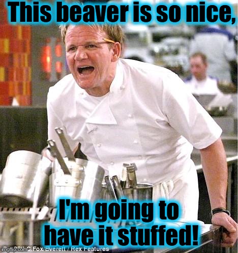 Chef Gordon Ramsay | This beaver is so nice, I'm going to have it stuffed! | image tagged in memes,chef gordon ramsay | made w/ Imgflip meme maker