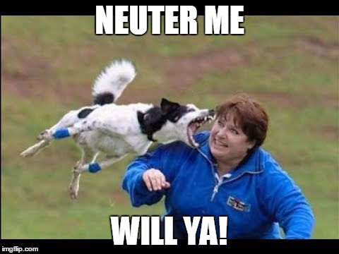NEUTER ME; WILL YA! | image tagged in dog fail | made w/ Imgflip meme maker