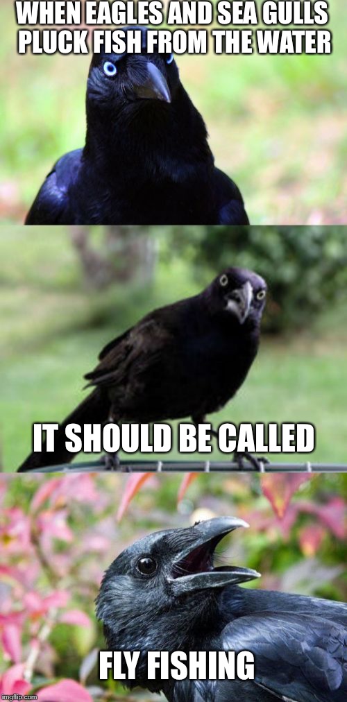 bad pun crow | WHEN EAGLES AND SEA GULLS PLUCK FISH FROM THE WATER; IT SHOULD BE CALLED; FLY FISHING | image tagged in bad pun crow | made w/ Imgflip meme maker