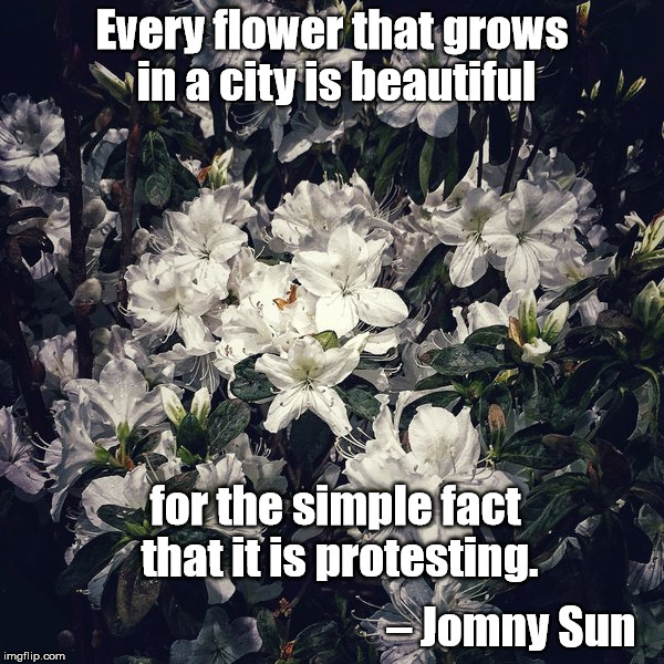 Inspirational Quote | Every flower that grows in a city is beautiful; for the simple fact that it is protesting. – Jomny Sun | image tagged in jomny sun,flowers,protest,city | made w/ Imgflip meme maker