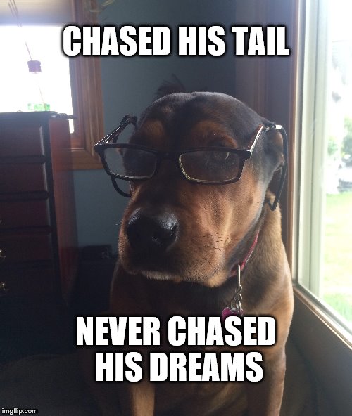 Midlife Crisis Dog | CHASED HIS TAIL; NEVER CHASED HIS DREAMS | image tagged in midlife crisis dog,dogs,funny dogs,dad | made w/ Imgflip meme maker
