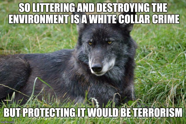 Liter and the law | SO LITTERING AND DESTROYING THE ENVIRONMENT IS A WHITE COLLAR CRIME; BUT PROTECTING IT WOULD BE TERRORISM | image tagged in disdain,wolf,environmental,crime,disgusted,rage | made w/ Imgflip meme maker