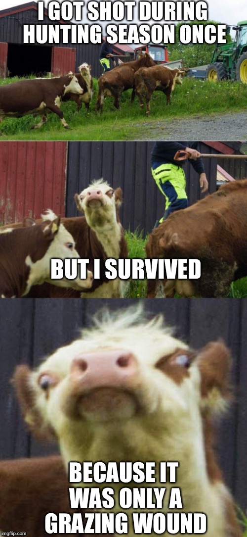 Bad pun cow  | I GOT SHOT DURING HUNTING SEASON ONCE; BUT I SURVIVED; BECAUSE IT WAS ONLY A GRAZING WOUND | image tagged in bad pun cow | made w/ Imgflip meme maker