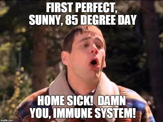 sick | FIRST PERFECT, SUNNY, 85 DEGREE DAY; HOME SICK!  DAMN YOU, IMMUNE SYSTEM! | image tagged in sick | made w/ Imgflip meme maker