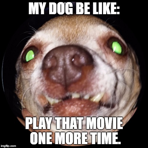Aspie Problems  | MY DOG BE LIKE:; PLAY THAT MOVIE ONE MORE TIME. | image tagged in aspergers,autsim | made w/ Imgflip meme maker