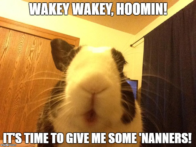 Treat hound bunny | WAKEY WAKEY, HOOMIN! IT'S TIME TO GIVE ME SOME 'NANNERS! | image tagged in bunny,rabbit,treat bunny,hungry bunny | made w/ Imgflip meme maker