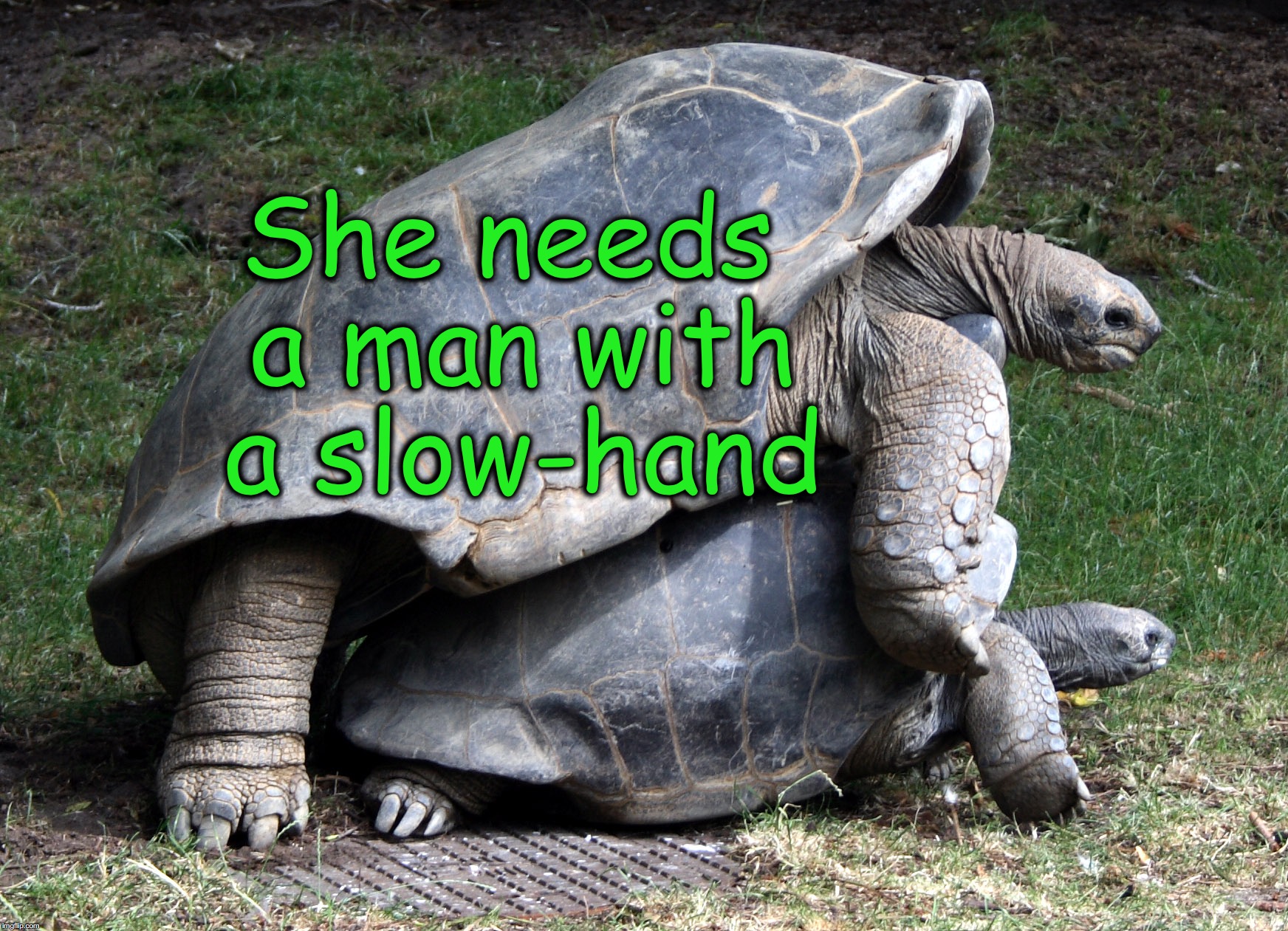 She needs a man with a slow-hand | image tagged in tortoise love | made w/ Imgflip meme maker