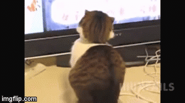 Where  Yo Looking At | image tagged in gifs,cat,funny | made w/ Imgflip video-to-gif maker