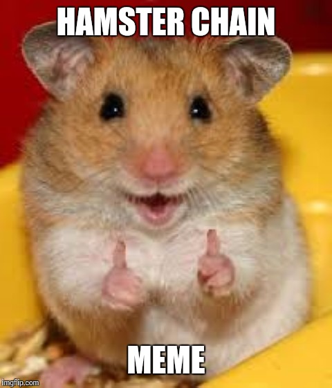 Thumbs up hamster  | HAMSTER CHAIN; MEME | image tagged in thumbs up hamster | made w/ Imgflip meme maker