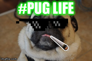 Pug worried | #PUG LIFE | image tagged in pug worried | made w/ Imgflip meme maker