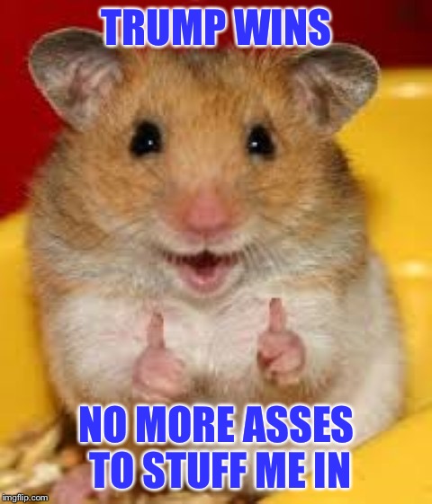 Thumbs up hamster  | TRUMP WINS; NO MORE ASSES TO STUFF ME IN | image tagged in thumbs up hamster | made w/ Imgflip meme maker