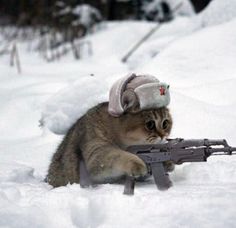 High Quality russian cat Blank Meme Template