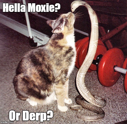 Hella Moxie? Or Derp? | image tagged in cat vs snake,say that again i dare you,you talkin' to me,derp,moxie,chutzpah | made w/ Imgflip meme maker