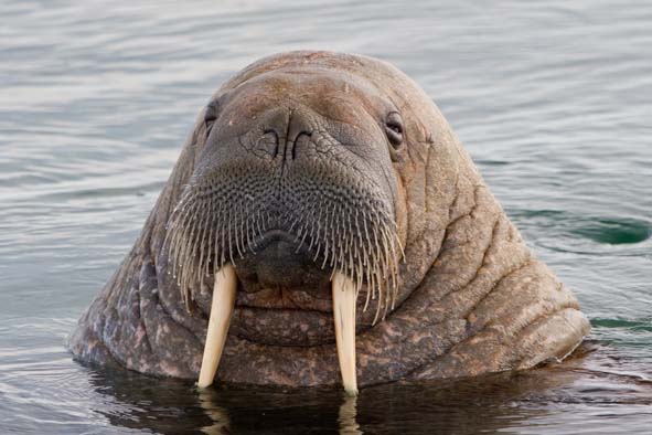 Silent Walrus Blank Meme Template