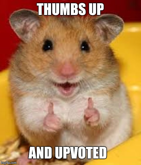 Thumbs up hamster  | THUMBS UP AND UPVOTED | image tagged in thumbs up hamster | made w/ Imgflip meme maker