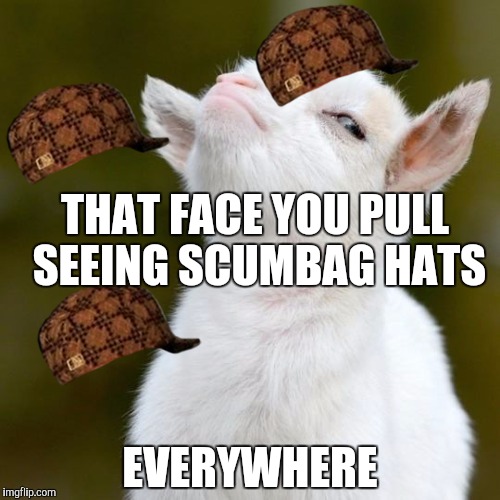 THAT FACE YOU PULL SEEING SCUMBAG HATS; EVERYWHERE | image tagged in suspicious lamb,scumbag | made w/ Imgflip meme maker