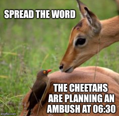 SPREAD THE WORD; THE CHEETAHS ARE PLANNING AN AMBUSH AT 06:30 | image tagged in antelope | made w/ Imgflip meme maker