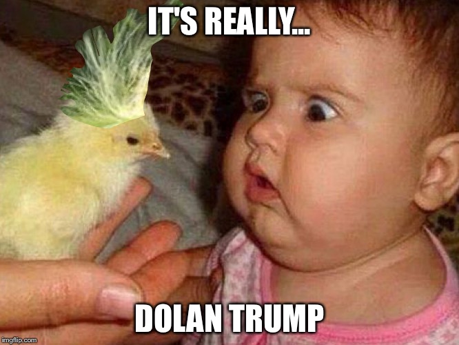 It is really him... | IT'S REALLY... DOLAN TRUMP | image tagged in donald trump,donald trump hair | made w/ Imgflip meme maker