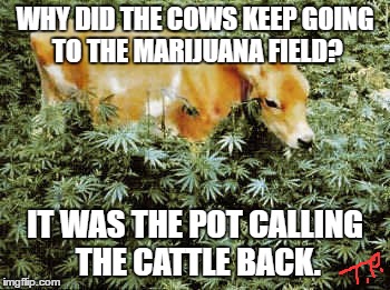 cow joke |  WHY DID THE COWS KEEP GOING TO THE MARIJUANA FIELD? IT WAS THE POT CALLING THE CATTLE BACK. | image tagged in animals,pot,joke,funny meme,funny | made w/ Imgflip meme maker