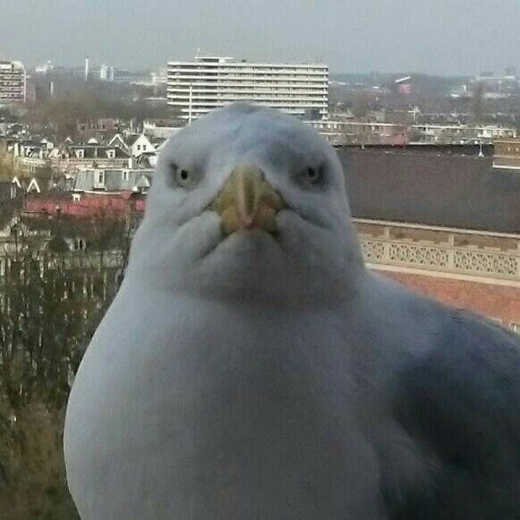 Ignant seagull is ignant Blank Meme Template