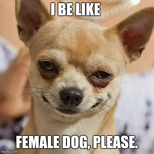 Smirking Dog | I BE LIKE; FEMALE DOG, PLEASE. | image tagged in smirking dog | made w/ Imgflip meme maker