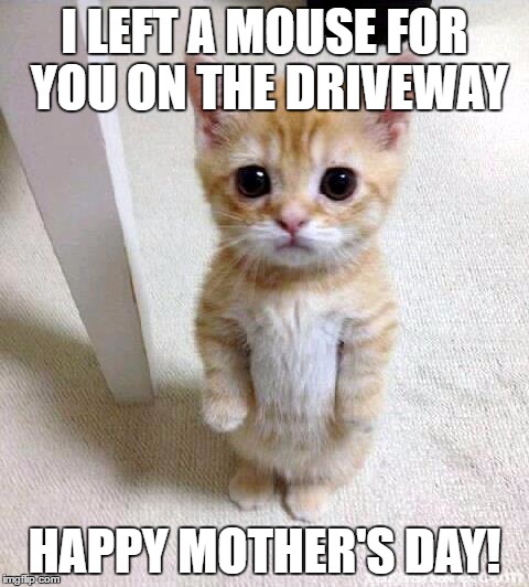 Cute Cat | I LEFT A MOUSE FOR YOU ON THE DRIVEWAY; HAPPY MOTHER'S DAY! | image tagged in memes,cute cat | made w/ Imgflip meme maker