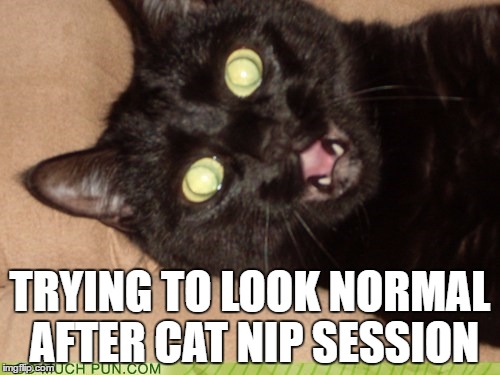 TRYING TO LOOK NORMAL AFTER CAT NIP SESSION | image tagged in memes,funny memes | made w/ Imgflip meme maker