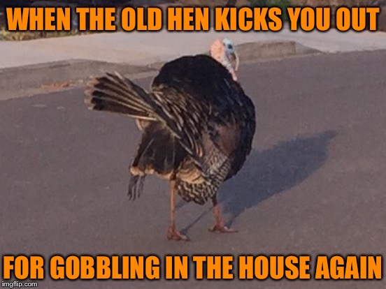 WHEN THE OLD HEN KICKS YOU OUT; FOR GOBBLING IN THE HOUSE AGAIN | image tagged in turkey | made w/ Imgflip meme maker