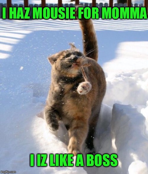 All dayz should be Mommas dayz | I HAZ MOUSIE FOR MOMMA; I IZ LIKE A BOSS | image tagged in memes,funny,cats,like a boss | made w/ Imgflip meme maker