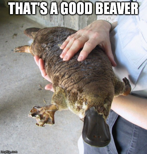 THAT'S A GOOD BEAVER | made w/ Imgflip meme maker