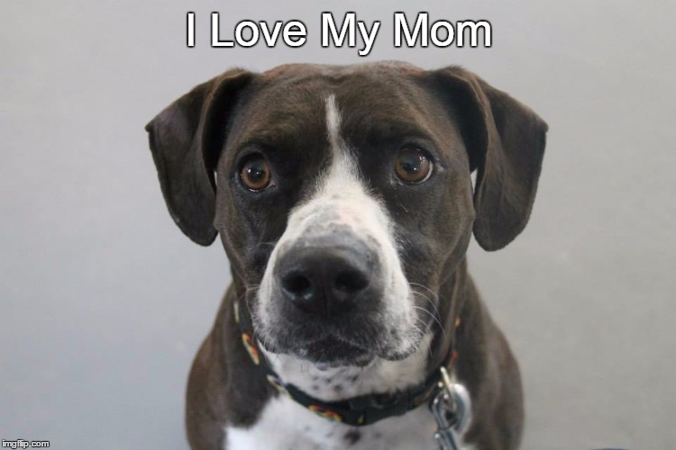 I Love My Mom | image tagged in mother's day | made w/ Imgflip meme maker