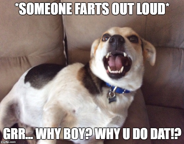 Image tagged in wrrr woof Imgflip