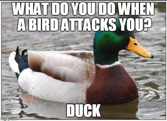 Actual Advice Mallard | WHAT DO YOU DO WHEN A BIRD ATTACKS YOU? DUCK | image tagged in memes,actual advice mallard | made w/ Imgflip meme maker