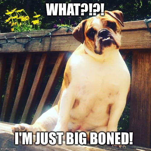 Big boned | WHAT?!?! I'M JUST BIG BONED! | image tagged in bulldog,dogs,bully | made w/ Imgflip meme maker