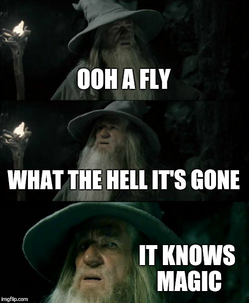 Confused Gandalf | OOH A FLY; WHAT THE HELL IT'S GONE; IT KNOWS MAGIC | image tagged in memes,confused gandalf | made w/ Imgflip meme maker