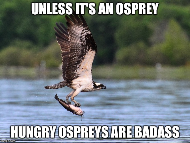 Osprey with catfish | UNLESS IT'S AN OSPREY HUNGRY OSPREYS ARE BADASS | image tagged in osprey with catfish | made w/ Imgflip meme maker