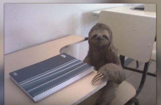 Sloth School Blank Meme Template
