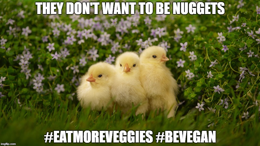 Eat more veggies + Be vegan | THEY DON'T WANT TO BE NUGGETS; #EATMOREVEGGIES #BEVEGAN | image tagged in animals | made w/ Imgflip meme maker