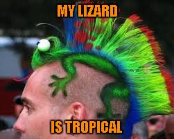 MY LIZARD IS TROPICAL | made w/ Imgflip meme maker
