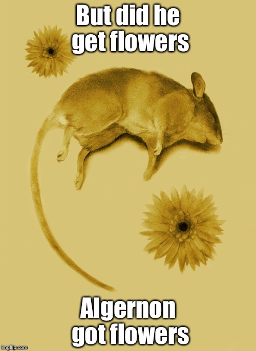 Flowers For Algernon | But did he get flowers Algernon got flowers | image tagged in flowers for algernon | made w/ Imgflip meme maker