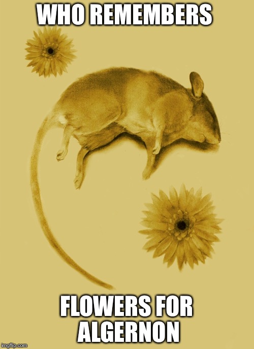 Flowers for Algernon | WHO REMEMBERS; FLOWERS FOR ALGERNON | image tagged in flowers for algernon,memes | made w/ Imgflip meme maker