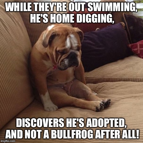 It's just Bull-oney! |  WHILE THEY'RE OUT SWIMMING, HE'S HOME DIGGING, DISCOVERS HE'S ADOPTED, AND NOT A BULLFROG AFTER ALL! | image tagged in bulldogsad | made w/ Imgflip meme maker